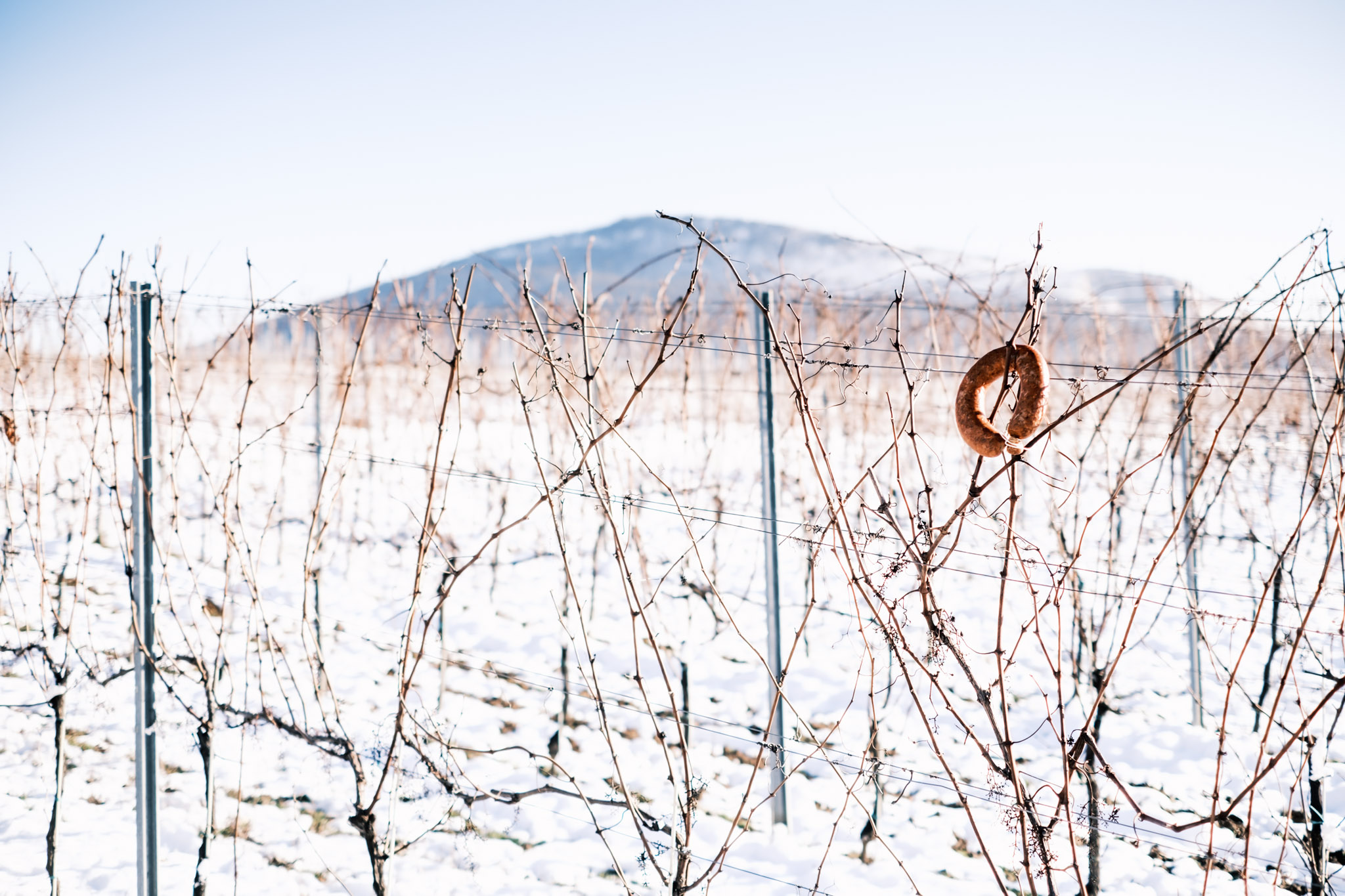 Vince nap a Villányi borvidéken 2026