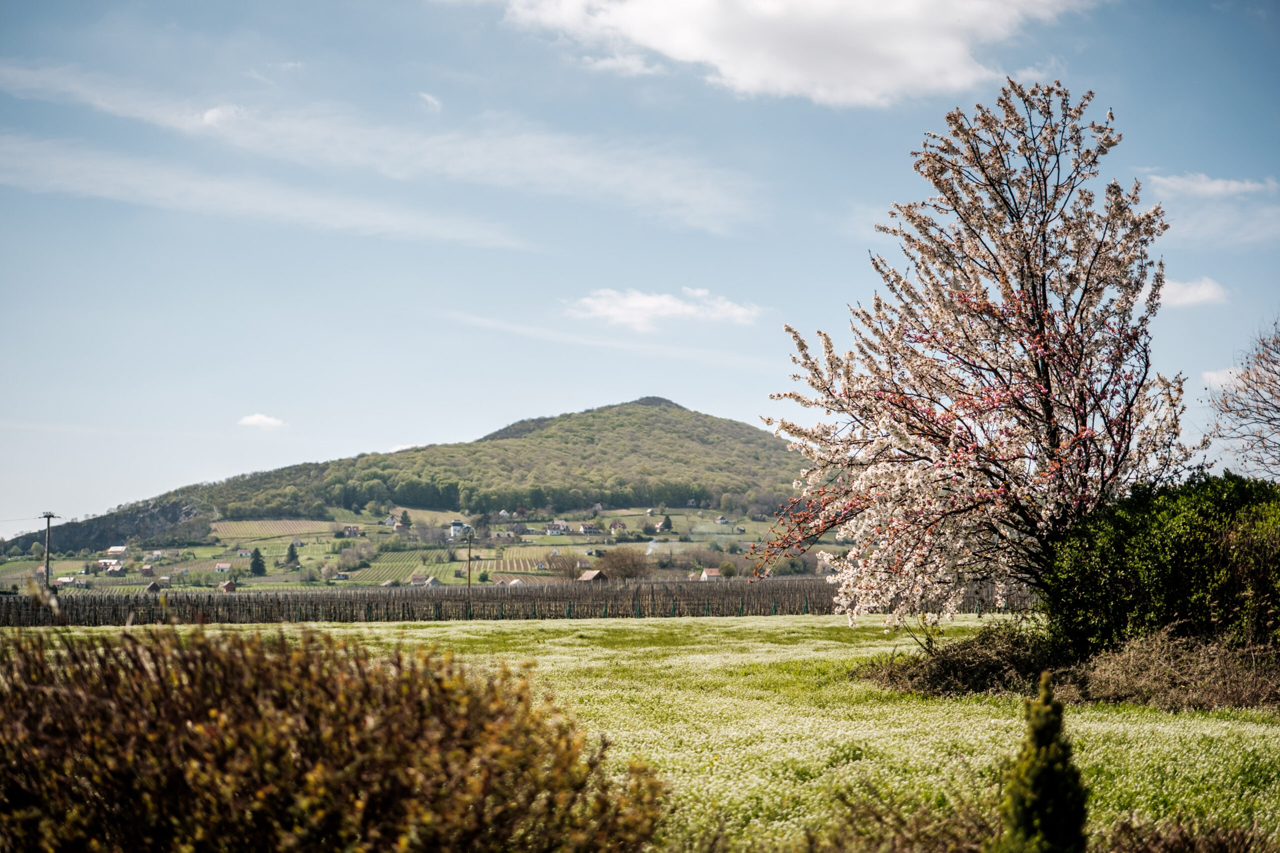 Villányi BorZsongás Fesztivál 2026